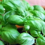 basil 150x150 Warm up the Winter with Aphrodisiacs