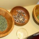 Moringa Moringa