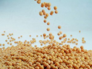 Soybean11 300x226 Monsanto Battle Continues After Suing Midwest Farmers for Saving Seeds