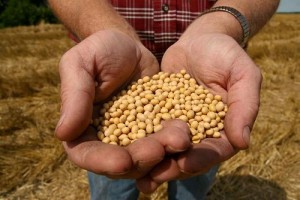 monsanto roundup ready soy bean seeds1 300x200 Monsanto Battle Continues After Suing Midwest Farmers for Saving Seeds