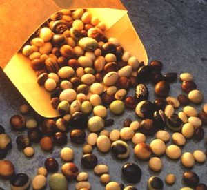 soybeans 300x276 Monsanto Battle Continues After Suing Midwest Farmers for Saving Seeds