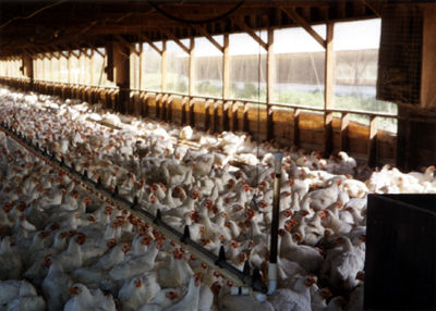 chickenfactory farm From Factory Farms to Supermarket Secrets