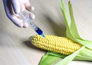 monsanto-corn.jpg