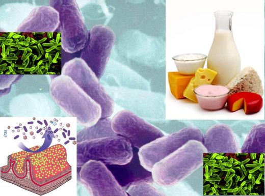 Have the best probiotic brands Noti dont think freezing yogurt have the beneficial bacteria for example dannons. Probiotics Brands