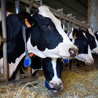 cattle Kraft Confesses: We Use Genetically Engineered Bovine Growth Hormone