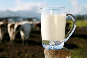 cows milk Kraft Confesses: We Use Genetically Engineered Bovine Growth Hormone